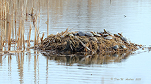 painted turtle