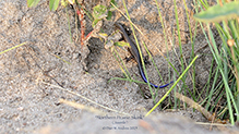 prairie skink