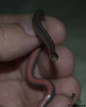 redbelly snake
