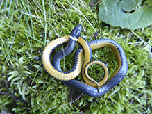 ring-necked snake
