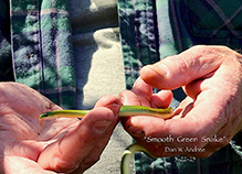 smooth greensnake