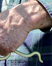 smooth greensnake