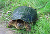 common snapping turtle