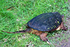 common snapping turtle