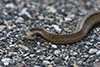 Dekay's brown snake