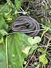 Dekay’s Brownsnake Dekay’s Brownsnake