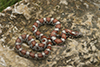 Eastern Milksnake