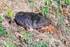 common snapping turtle