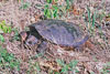 common snapping turtle