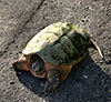 common snapping turtle