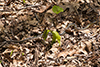 eastern garter snake
