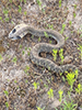 eastern hognose snake