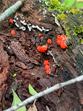 red raspberry slime mold