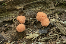 red raspberry slime mold
