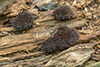 chocolate tube slime (Stemonitis splendens)
