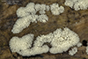 honeycomb coral slime mold