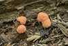 red raspberry slime mold