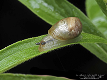 oval ambersnail