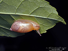oval ambersnail