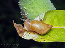 oval ambersnail