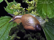 oval ambersnail