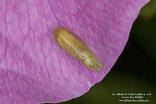 unknown slug