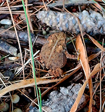 Click to enlarge American Toad 31