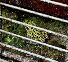 Click to enlarge Northern Leopard Frog 27