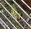 Northern Leopard Frog