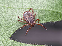 American dog tick 05