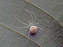 American green crab spider 09