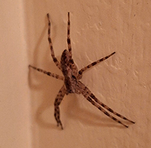 Click to enlarge American nursery web spider 19