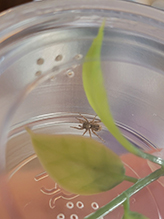 Asiatic wall jumping spider 17