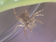 Asiatic wall jumping spider 18