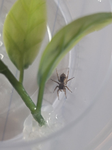 Asiatic wall jumping spider 19