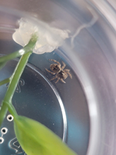 Asiatic wall jumping spider 20