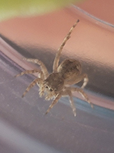 Asiatic wall jumping spider 21