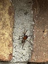 Click to enlarge Bennett’s laceweaver 03