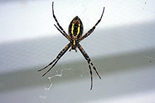 banded garden spider