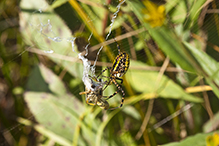banded garden spider