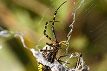 banded garden spider