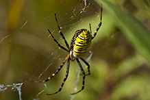 banded garden spider