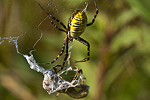 banded garden spider