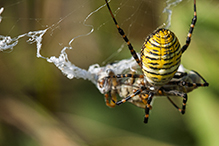 banded garden spider