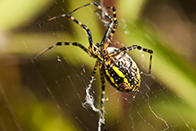 banded garden spider