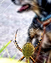 banded garden spider