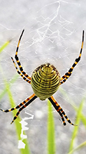 banded garden spider