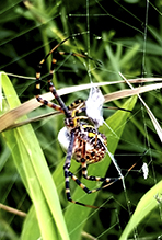 banded garden spider