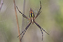 banded garden spider