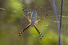 banded garden spider